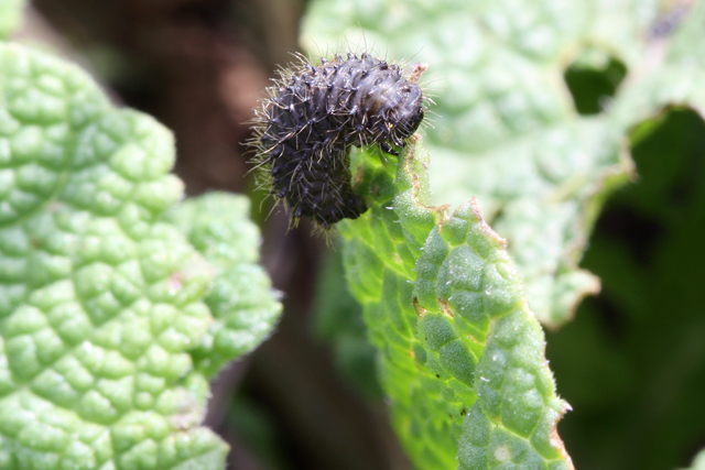 Piccoli bruchi, probabilmente di Chrysomelidae